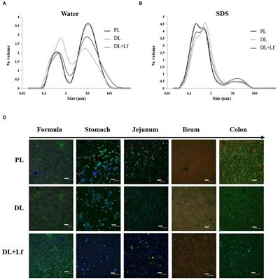 Addition of Dairy Lipids and Probiotic Lactobacillus fermentum in Infant Formulas Modulates Proteolysis and Lipolysis With Moderate Consequences on <mark class="highlighted">Gut Physiology</mark> and Metabolism in Yucatan Piglets